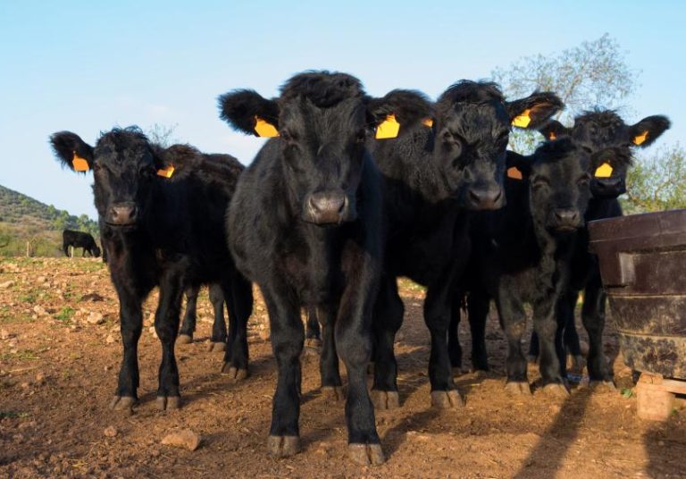 Mermist Animal Welfare – Meramist